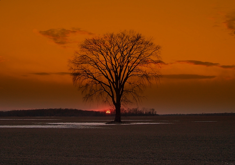 Majestic Oak of Camlachie III