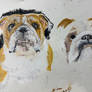 2 Bulldogs???