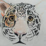 The Jag is Darker