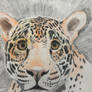 Jaguar Eats Colored Pencils