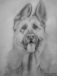 Jesda - German shepherd