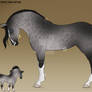 Dapple grey Horse Adopt