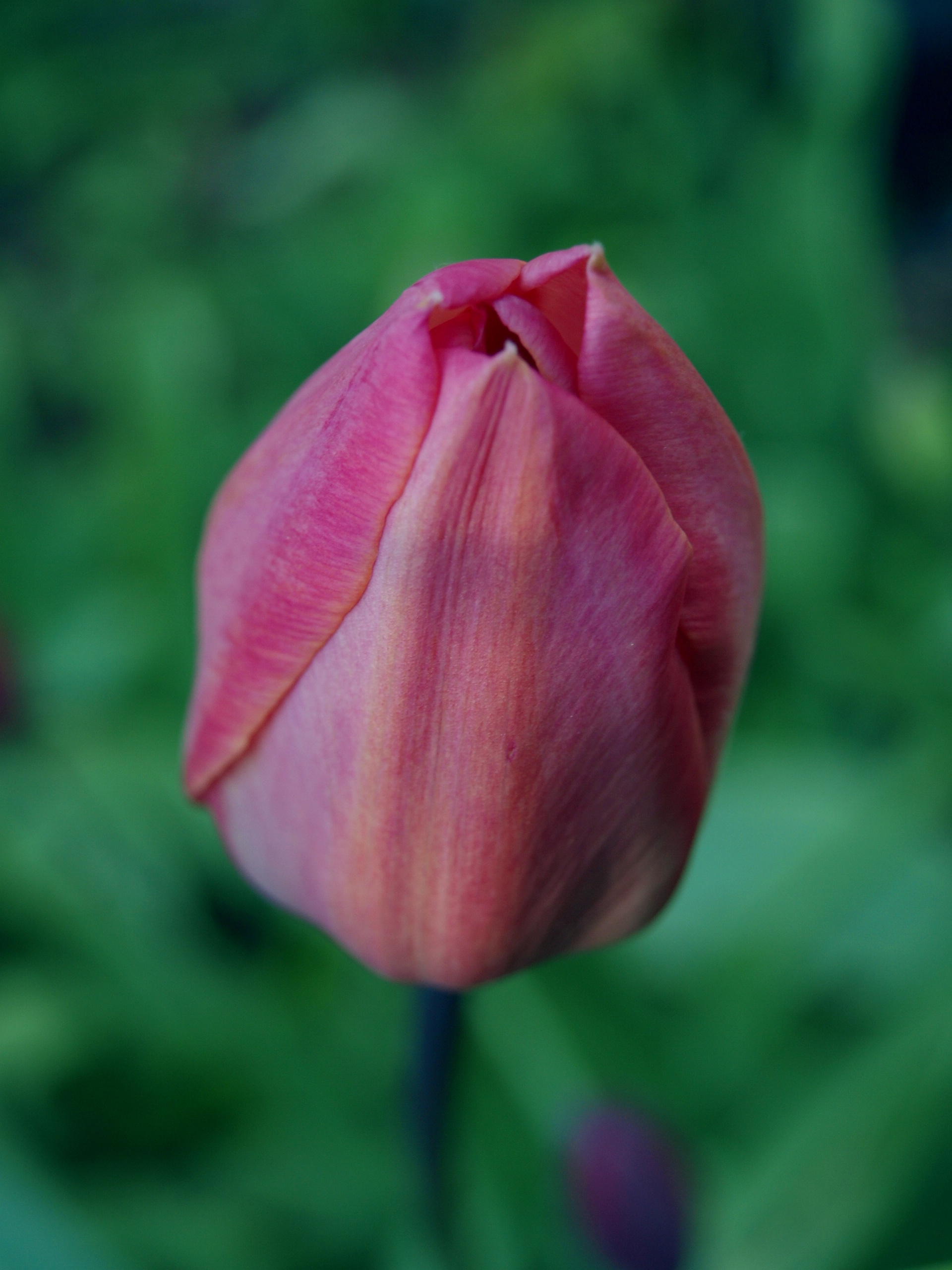 The pink tulip