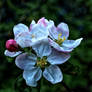 Apple blossom