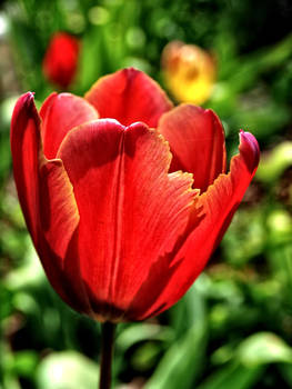 The red tulip