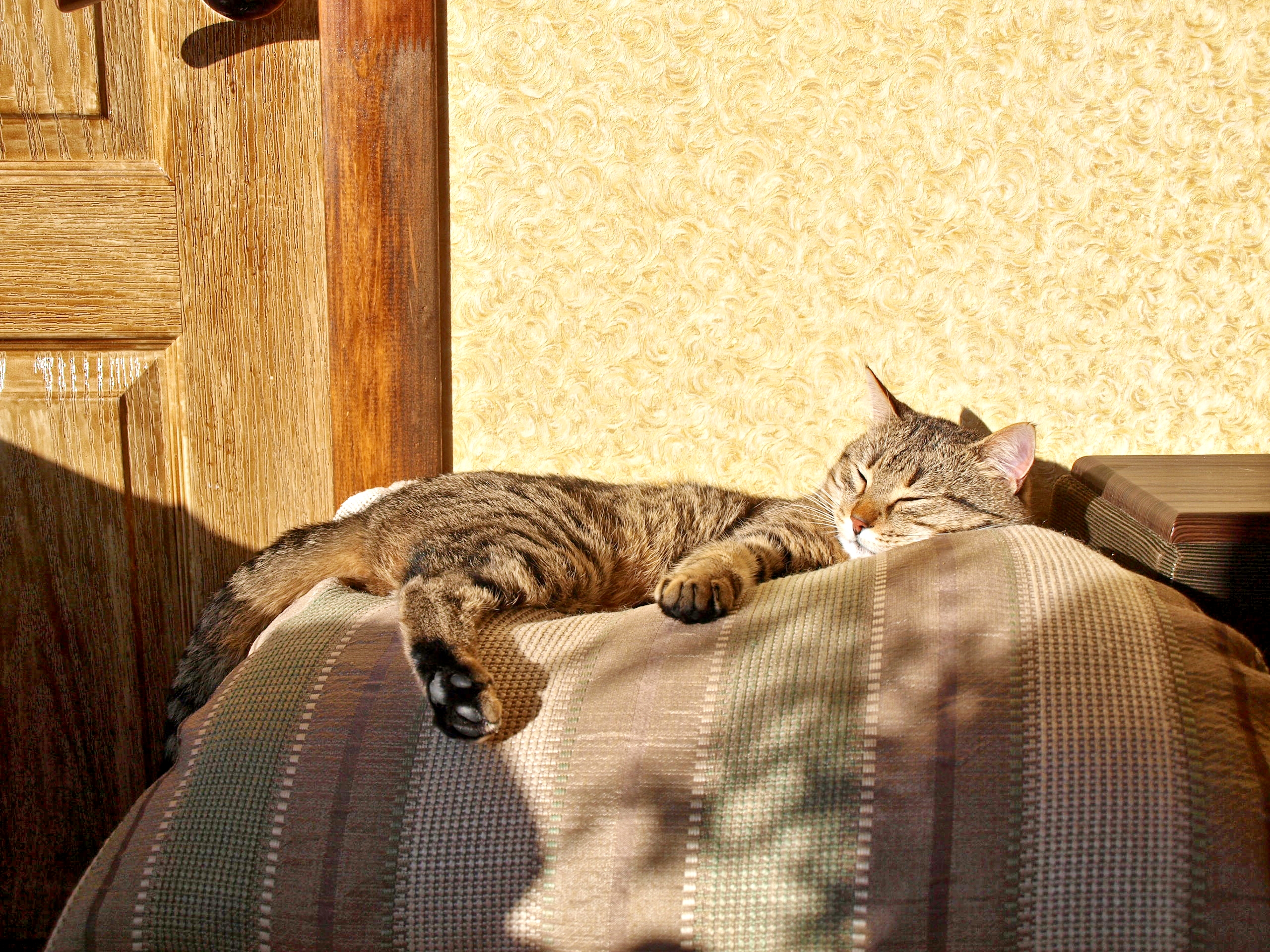 Mashka on the pillow