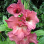 Pink gladiolus