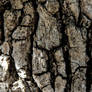 Tree bark