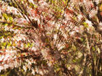 Sakura blossoms by Sugar-Sugar-Bee