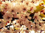 Cherry blossom by Sugar-Sugar-Bee