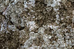 Stone Texture IX by Sugar-Sugar-Bee