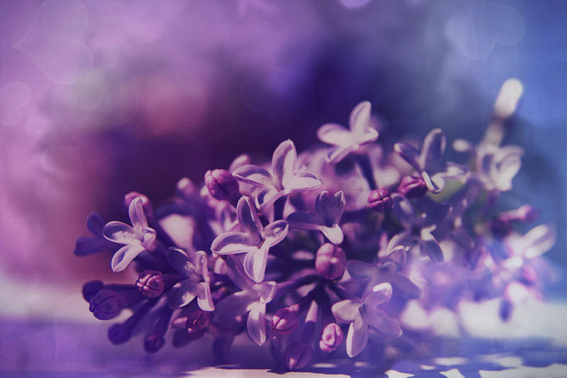 Spring Lilac