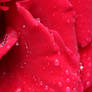 Stock|Texture|Petals with drops