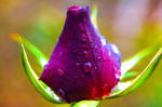 Dark purple rose by Sugar-Sugar-Bee