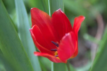 The little red tulip