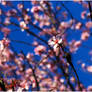 Spring blossom (almond) II