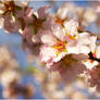 Spring blossom VI