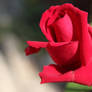 Red rose