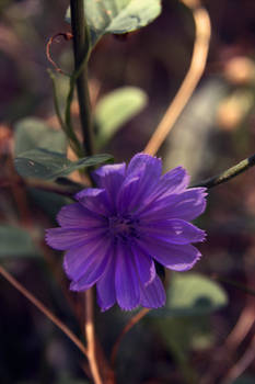 Blue morning
