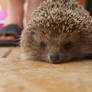 The hedgehog