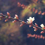 Spring tree blossom VI|Sakura blossom