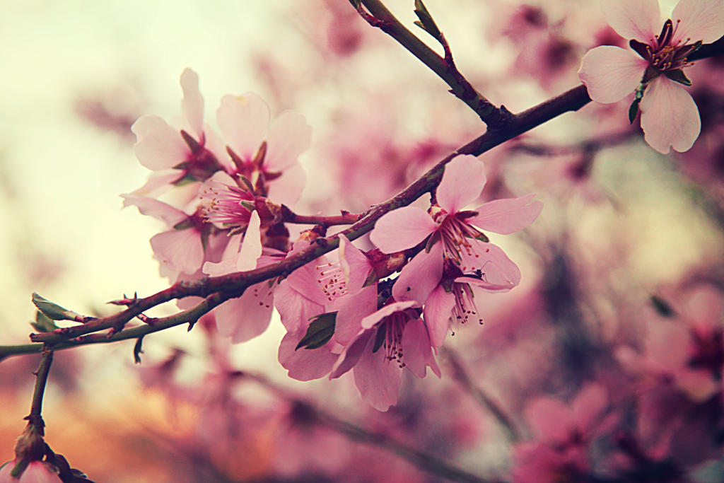 Spring tree blossom X by Sugar-Sugar-Bee