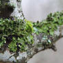 Lichen