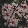 Almond blossom