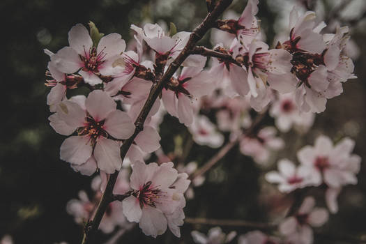 Almond blossom