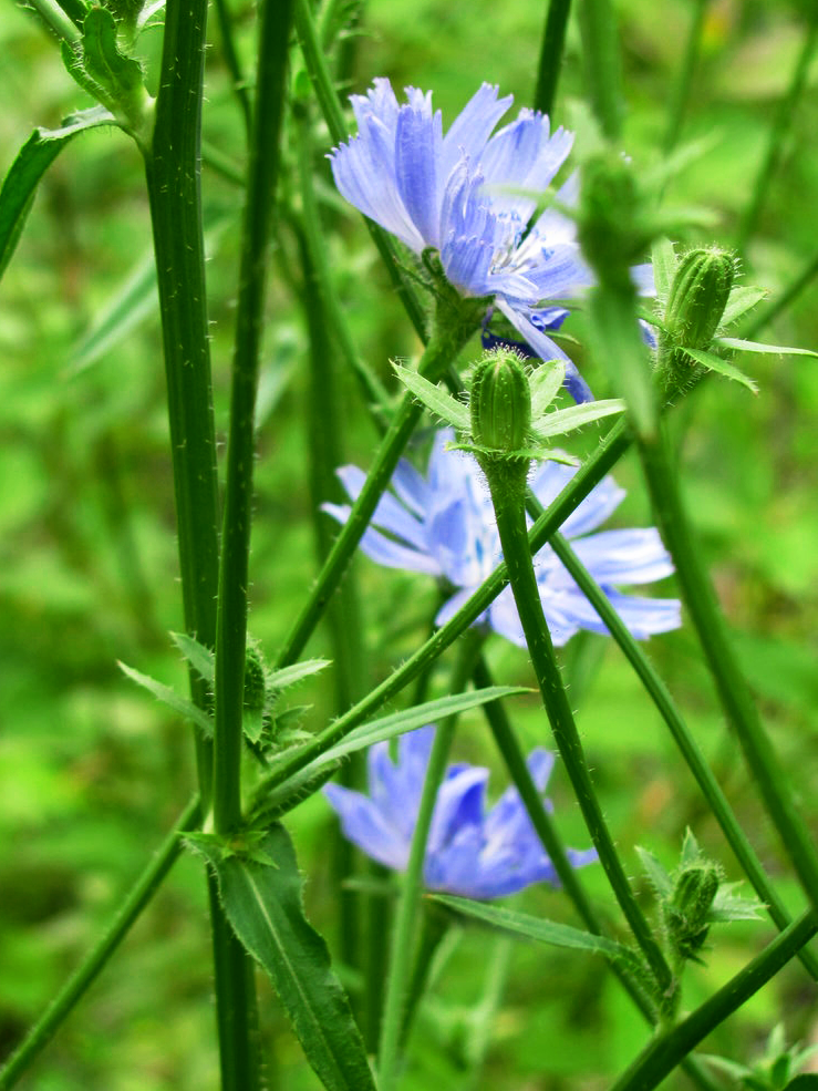 Three purple flowers