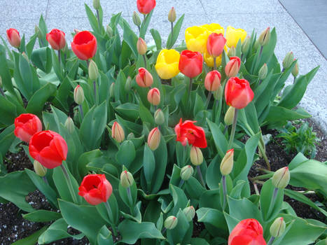 Red and Yellow Flowers