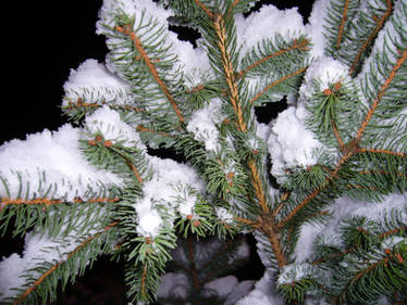 snow-covered tree