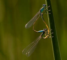 Dragonflies