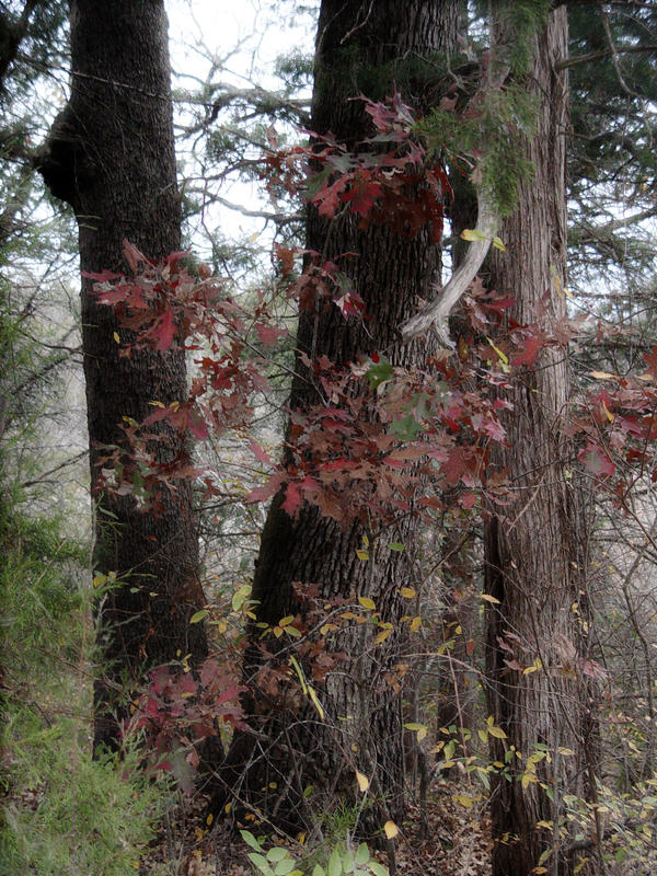 trunks and Leaves by andie252 on DeviantArt