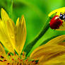 Lady bug and flower