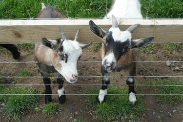 Billy Goats I