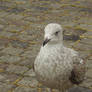 Seagull I