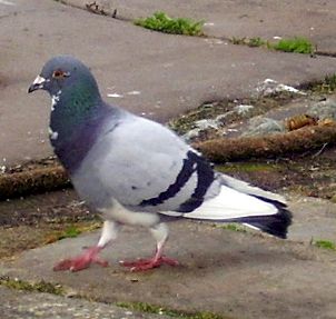 Pigeon I