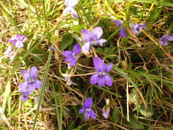 Purple Flowers I