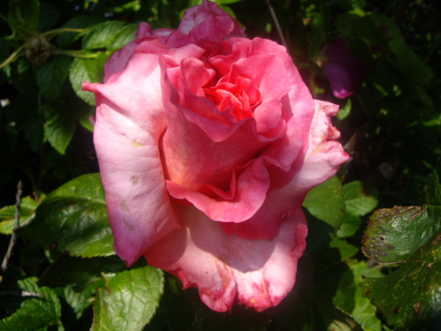 Pink Rose I