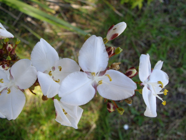 White Flower IV