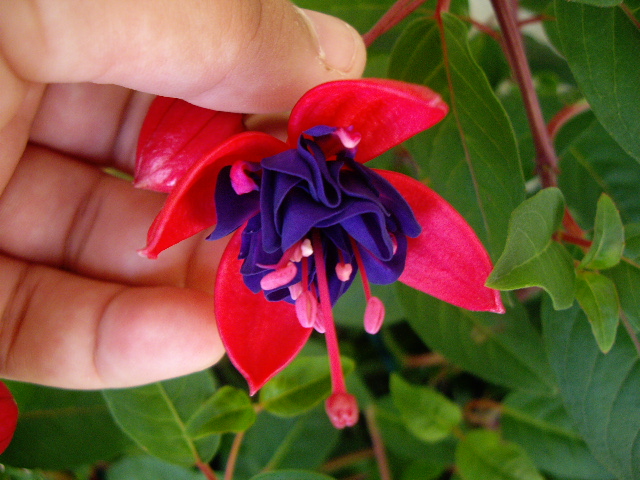 Fuchsia V