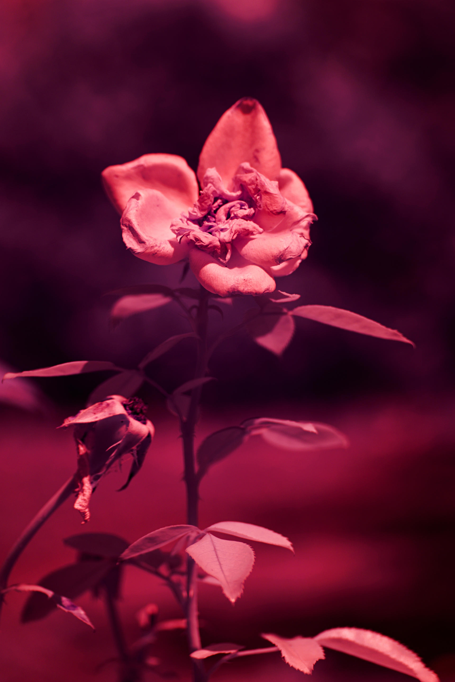 infrared faded rose - I by nicolapin on DeviantArt