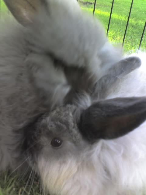 Angora Rabbits by SquidleysProductions on DeviantArt