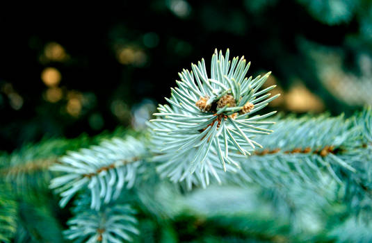 Pine Branch