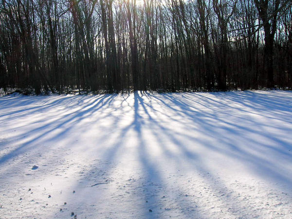 Spring Shadow February Long Shadows of Early Spring by Neptonia on DeviantArt