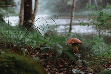 mushroom by mmckeanphoto