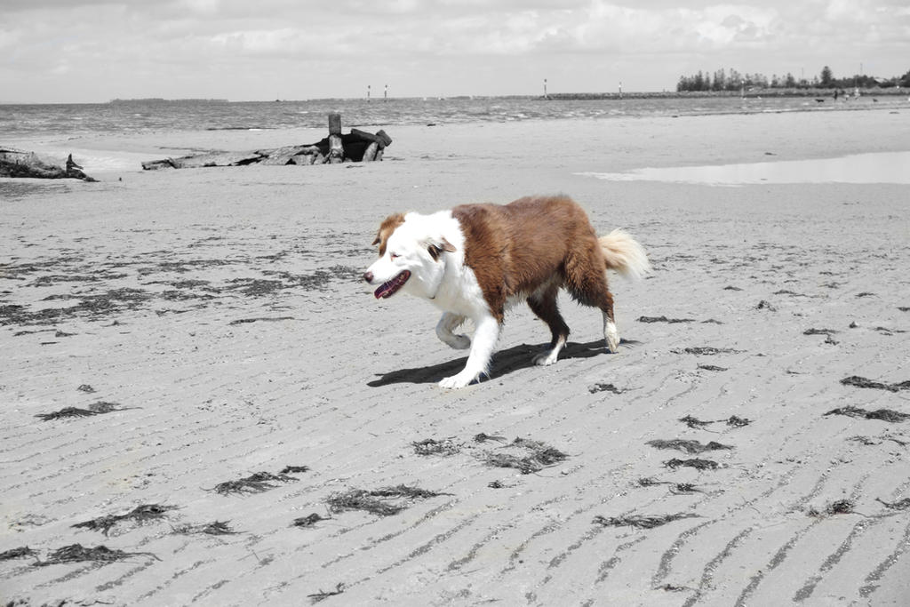 Wayward Collie Wandering Collie by KingInsidious on DeviantArt