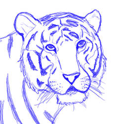 Tiger Sketch