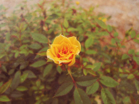 A little yellow rose